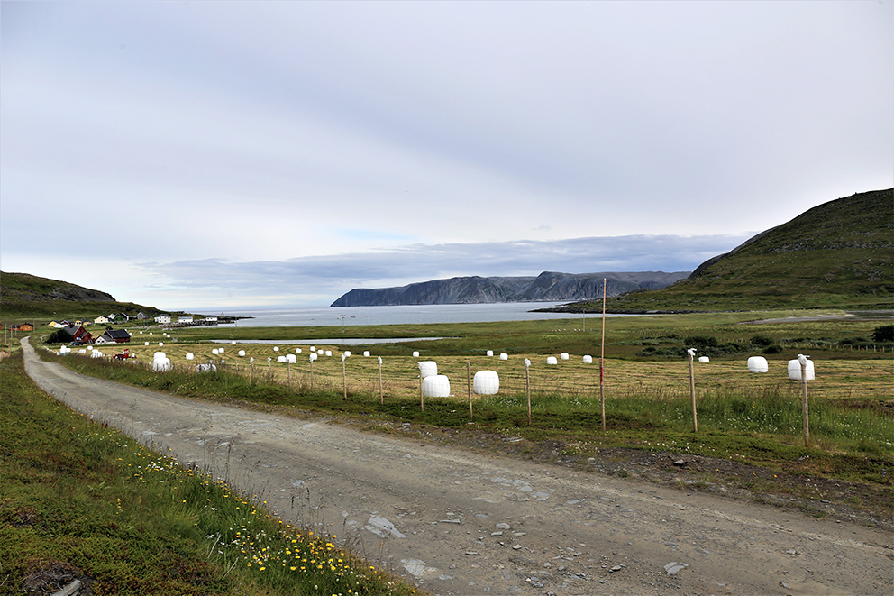 Slåttonn i Skjøtingberg sommeren 2021. Det er Yngve Akselsen fra Brenngam som slår jordene. Han har rundt 200 sauer i Brenngam. (Foto: Bjørn Roald Lillevik)