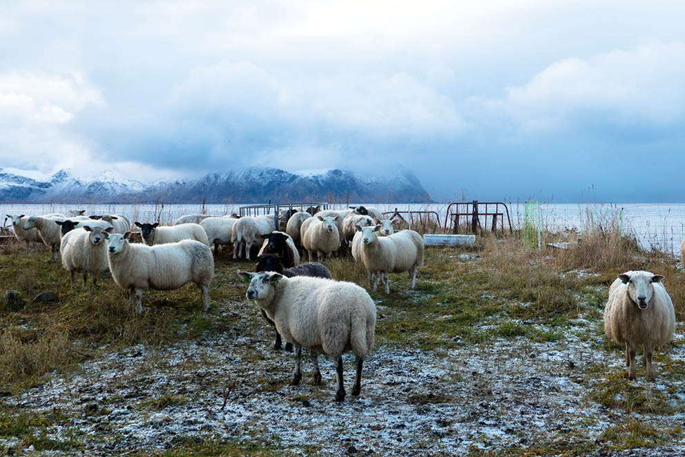 Sauene er ute i nysnøen på Vikten i Lofoten. (Foto: Mette Wright Larsen)