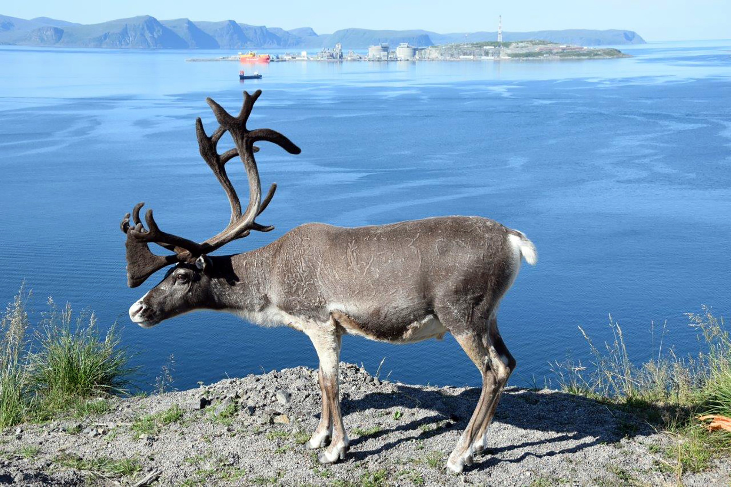 Gammel og ny næring i Finnmark. En tamreinsbukk på sommerbeite i Hammerfest. Bak er Equinors anlegg for prosessering av naturgass fra Snøhvitfeltet i Barentshavet. (Foto: Willy Gryting)